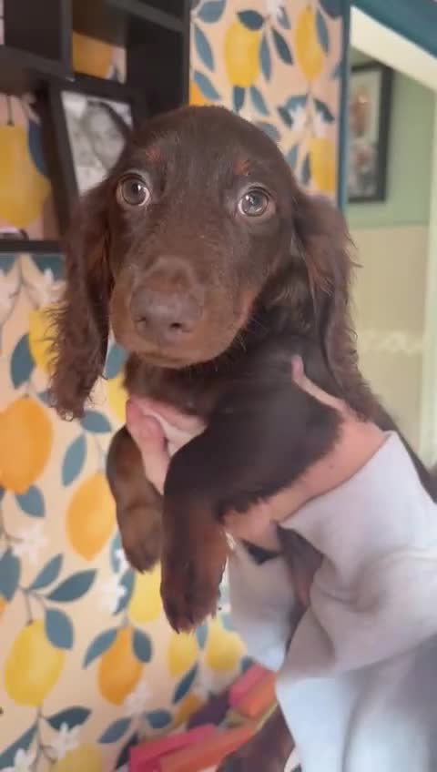Miniature Dachshund dogs for sale: *LAST 2 BOYS* Long haired mini dachshunds😍 - Video 2