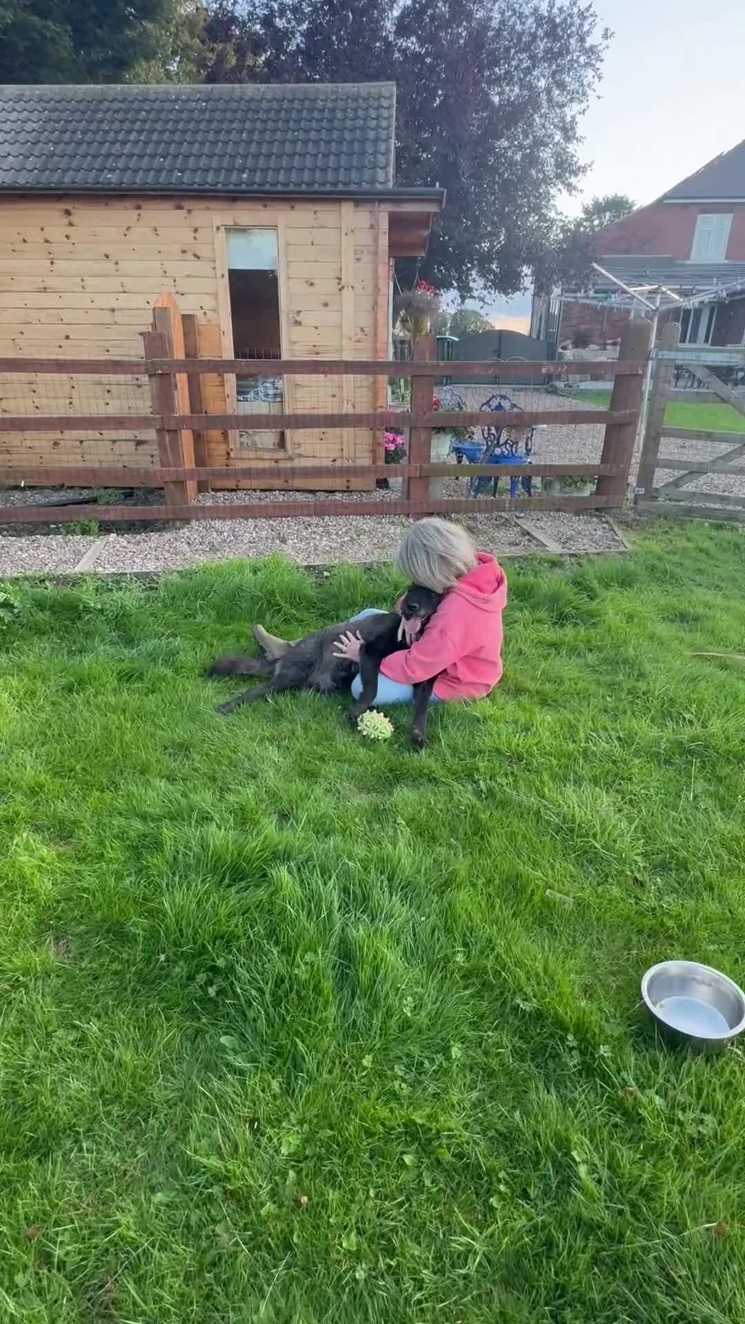 Mixed Breed dogs for adoption: Miro is desperate to find his special Person 💙 - Video 4