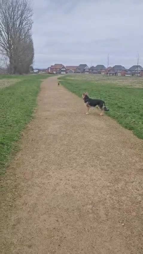 German Shepherd dogs for sale: German shepherd  - Video 1