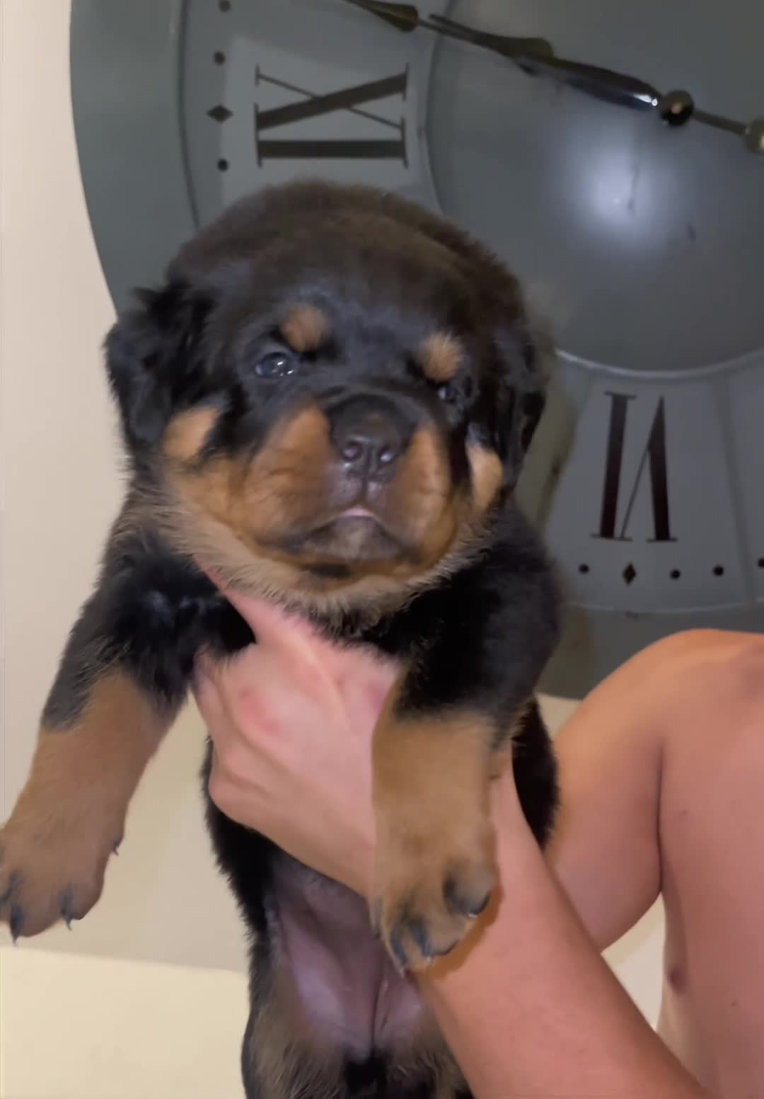 Rottweiler dogs for sale: 🔥🔥KC REG ROTTWEILER PUPPIES🔥🔥  - Video 1