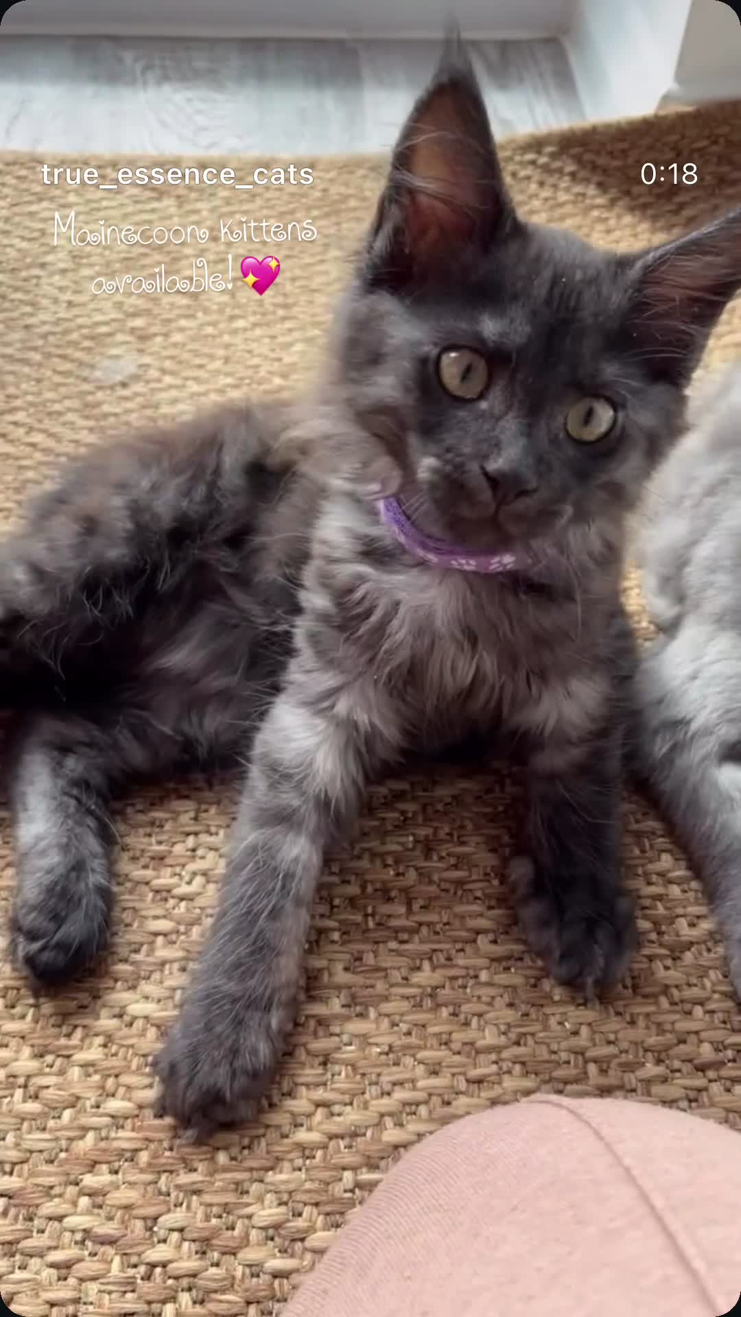 Maine Coon cats for sale: REDUCED TICA Black Smoke Maine Coon Girls - Video 3