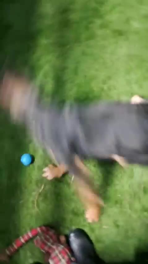 Mixed Breed dogs for adoption: 🐾 Ollie – A Soft Heart Waiting for a Home - Video 2