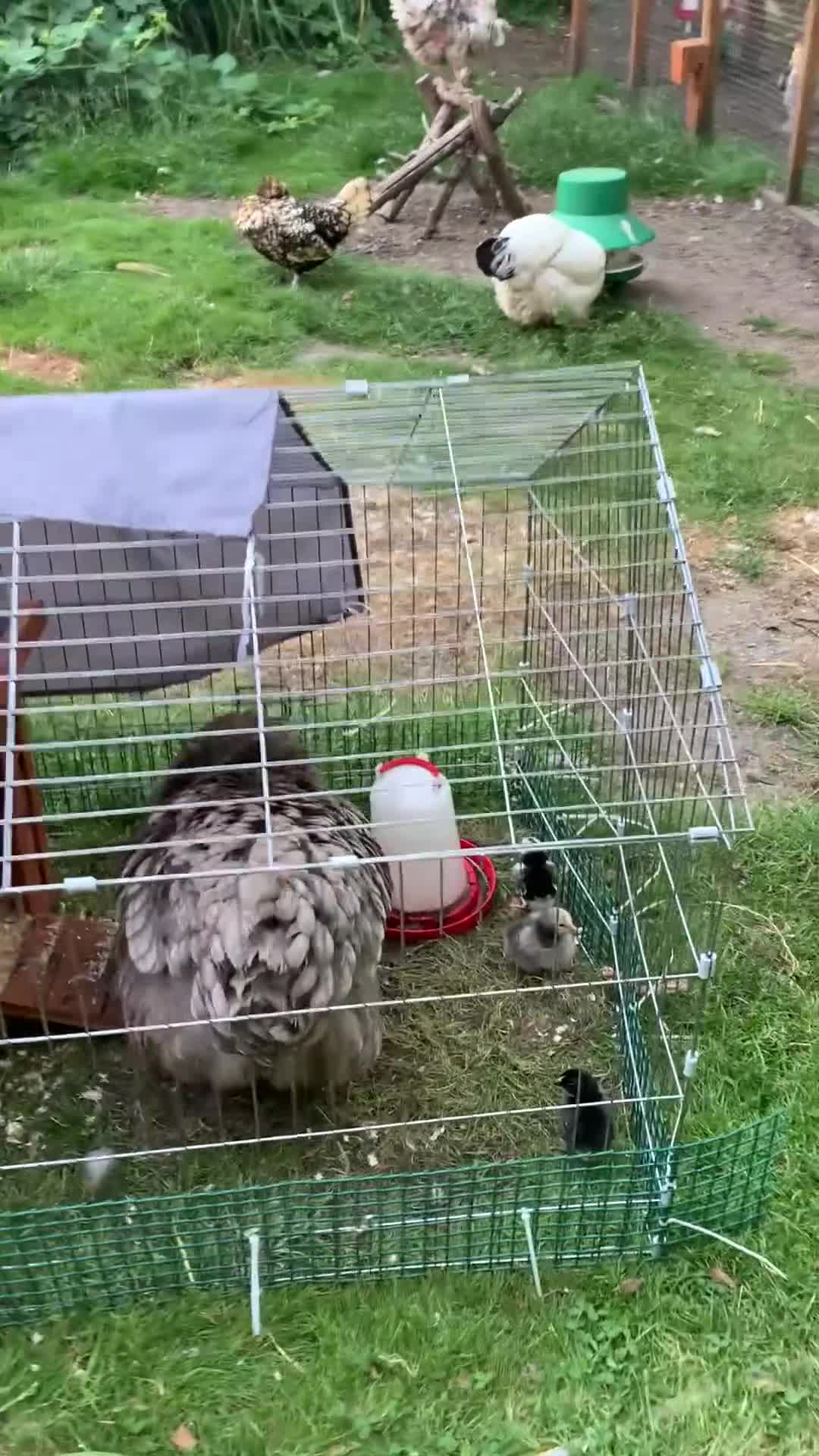Chickens poultry for sale: Jersey Giants Chickens - Video 1