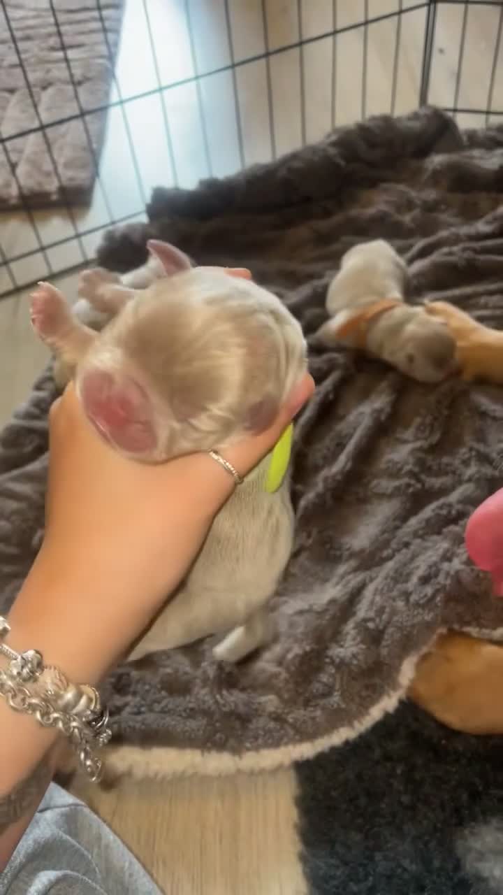 Old Tyme Bulldog dogs for sale: Old tyme bulldog puppies in Tipton - Video 1