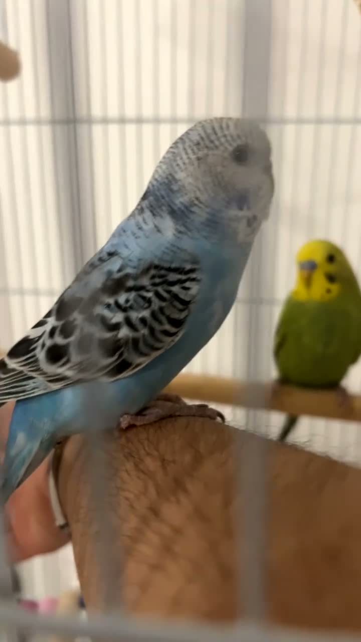 Budgerigars birds for sale: two budgies one male one female in Birmingham - Video 1