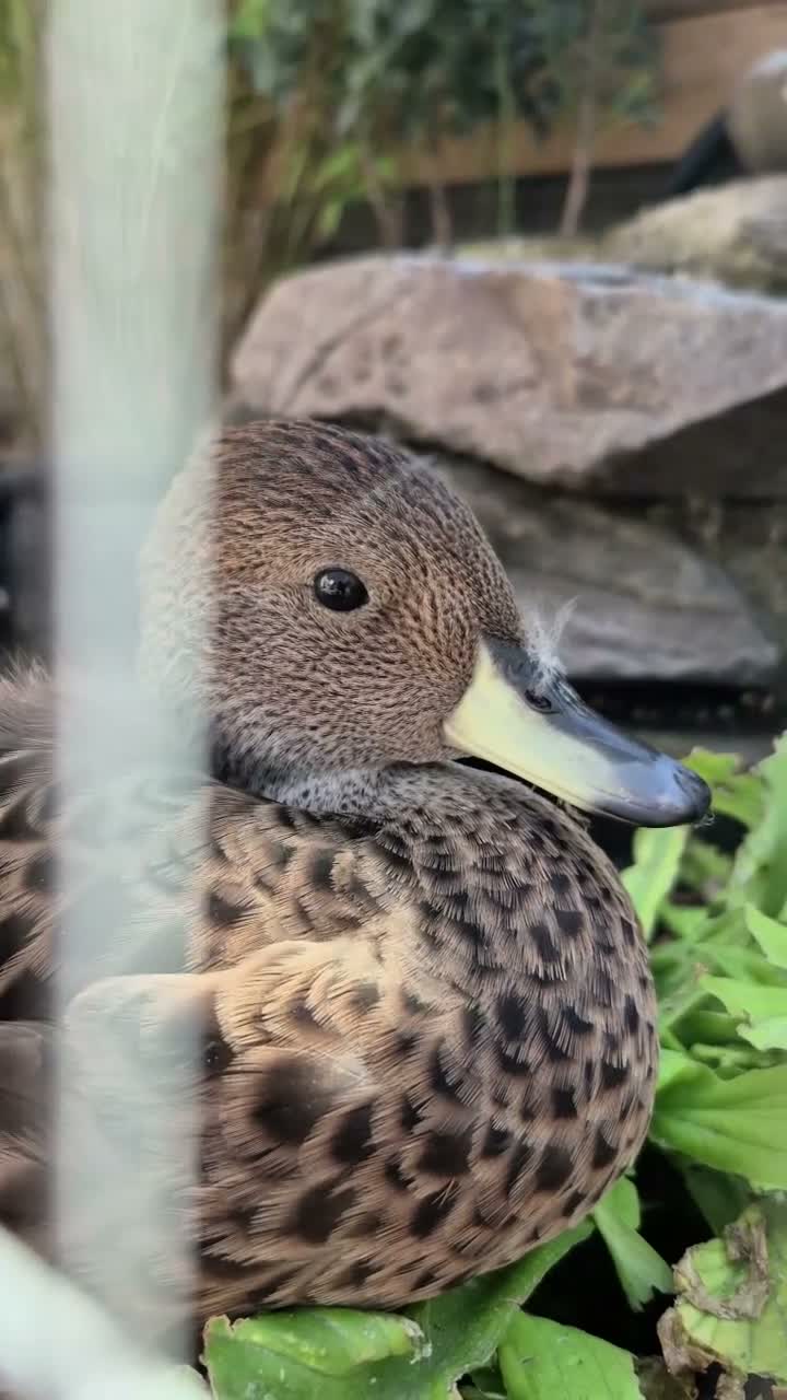 Waterfowl poultry for sale: South Georgia Pintail pair - Video 1