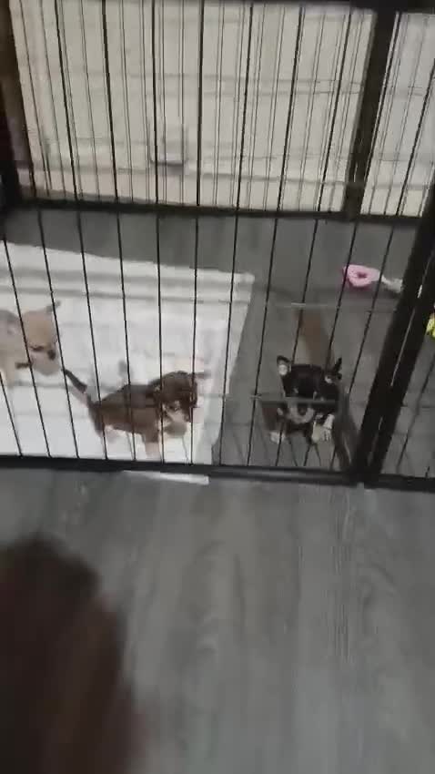 Chihuahua dogs for sale: BEAUTIFUL CHIHUAHUA PUPPIES  - Video 2