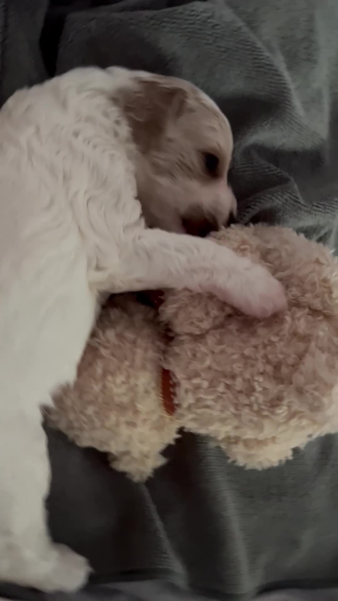 Cavapoo dogs for sale: 1 beautiful female Cavapoo pup available to view - Video 2