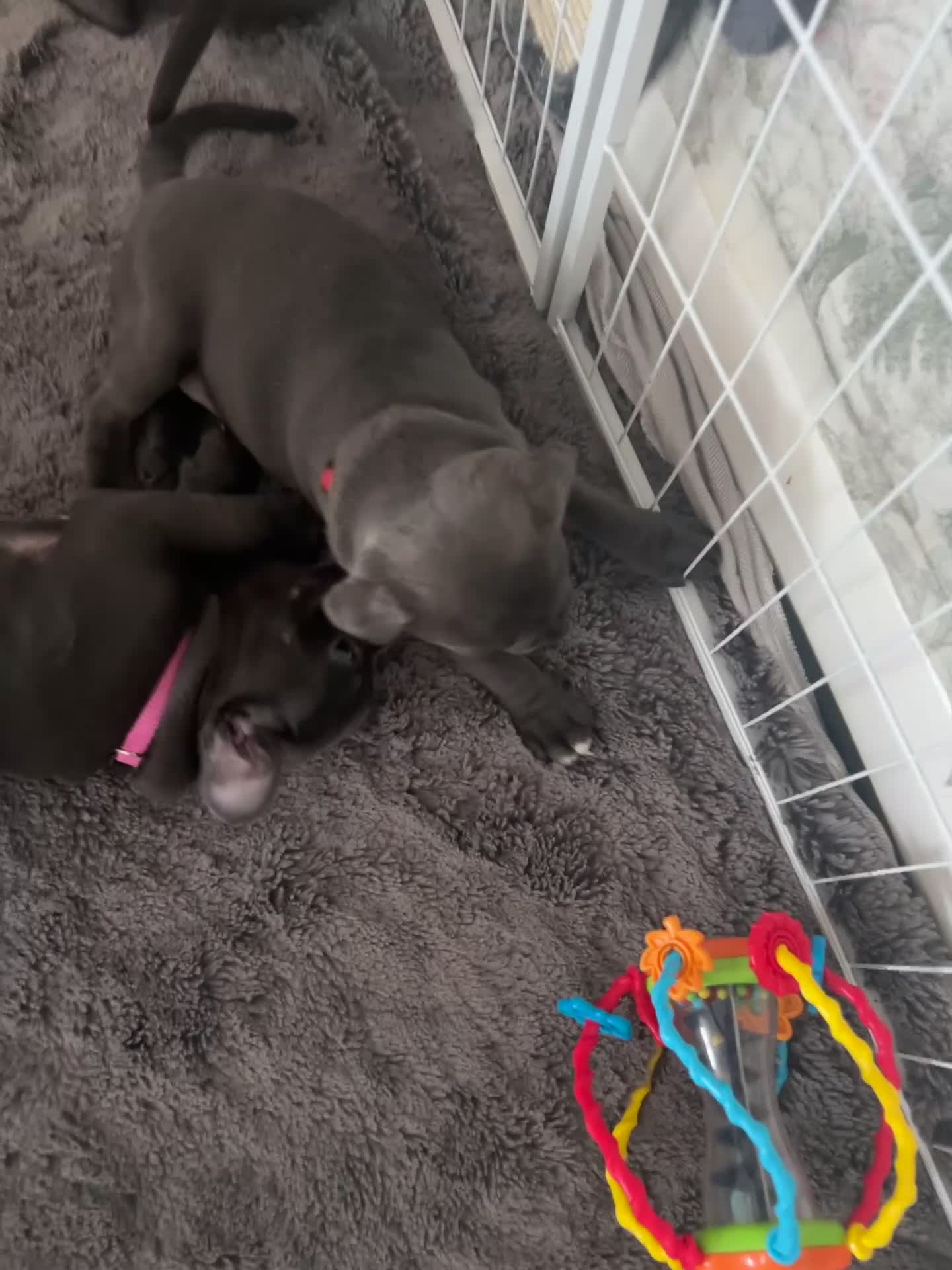 Staffordshire Bull Terrier dogs for sale: 👉 KC Blue Staffy Puppies – DNA Clear🔥 - Video 1