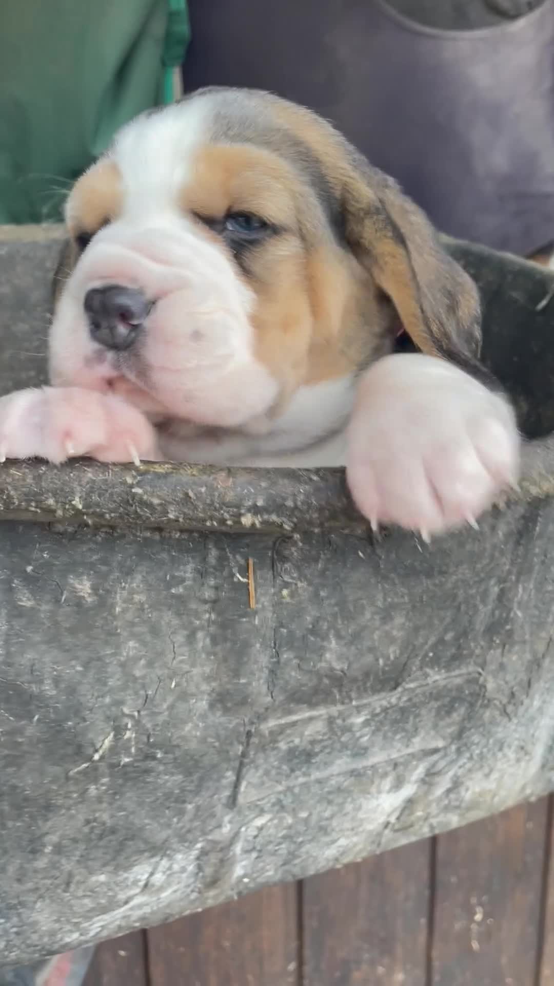 Beagle dogs for sale: 1 stunning chunky tri boy  - Video 2