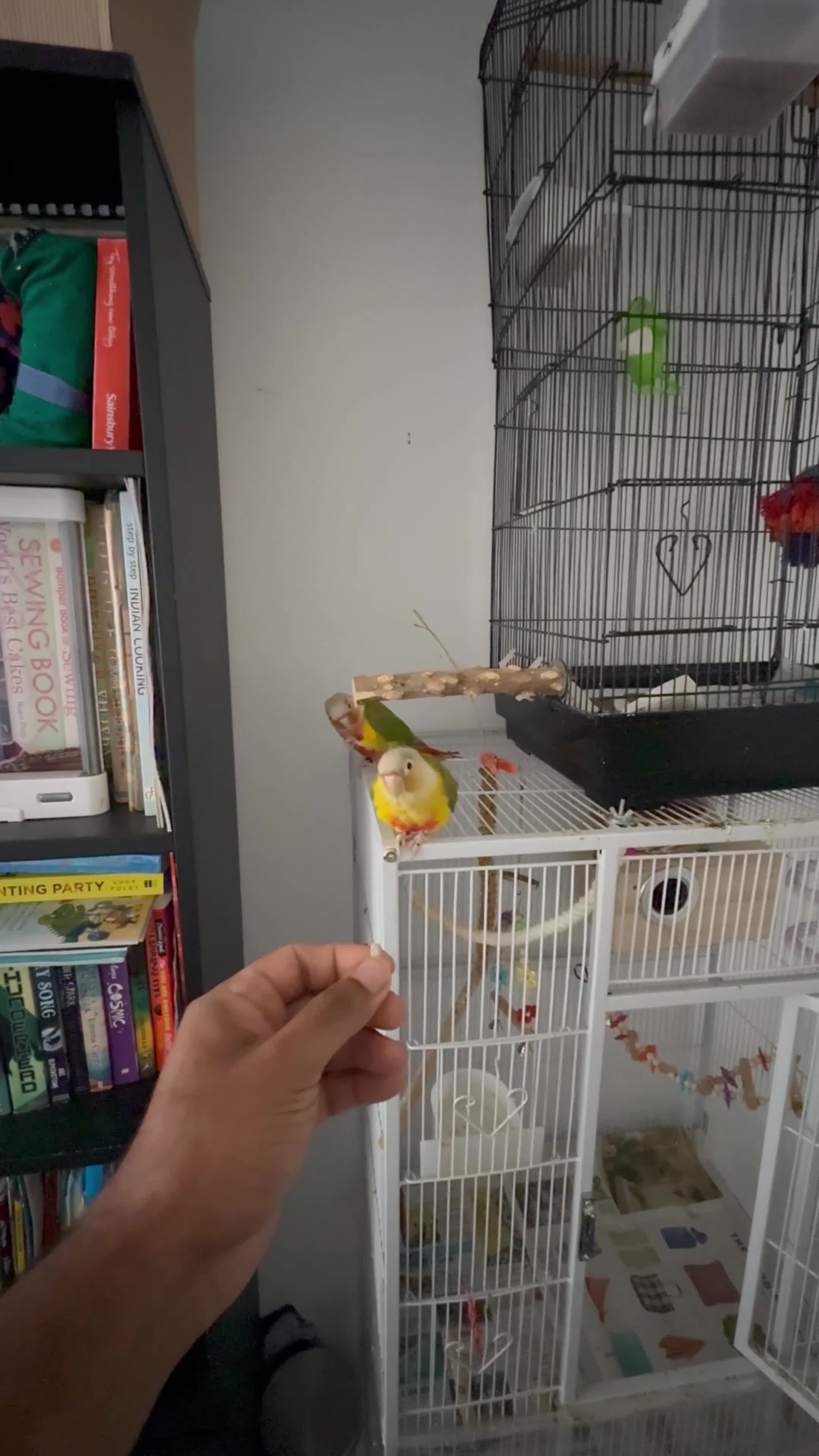 Conures birds for sale: 🦜 Two Beautiful Pineapple Conure  🦜 - Video 2