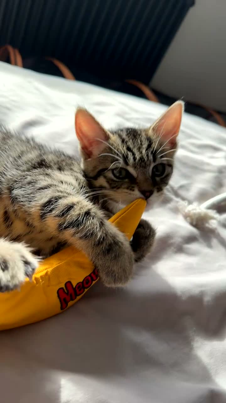 Toyger cats for sale: Gorgeous boy tabby kitten  - Video 1