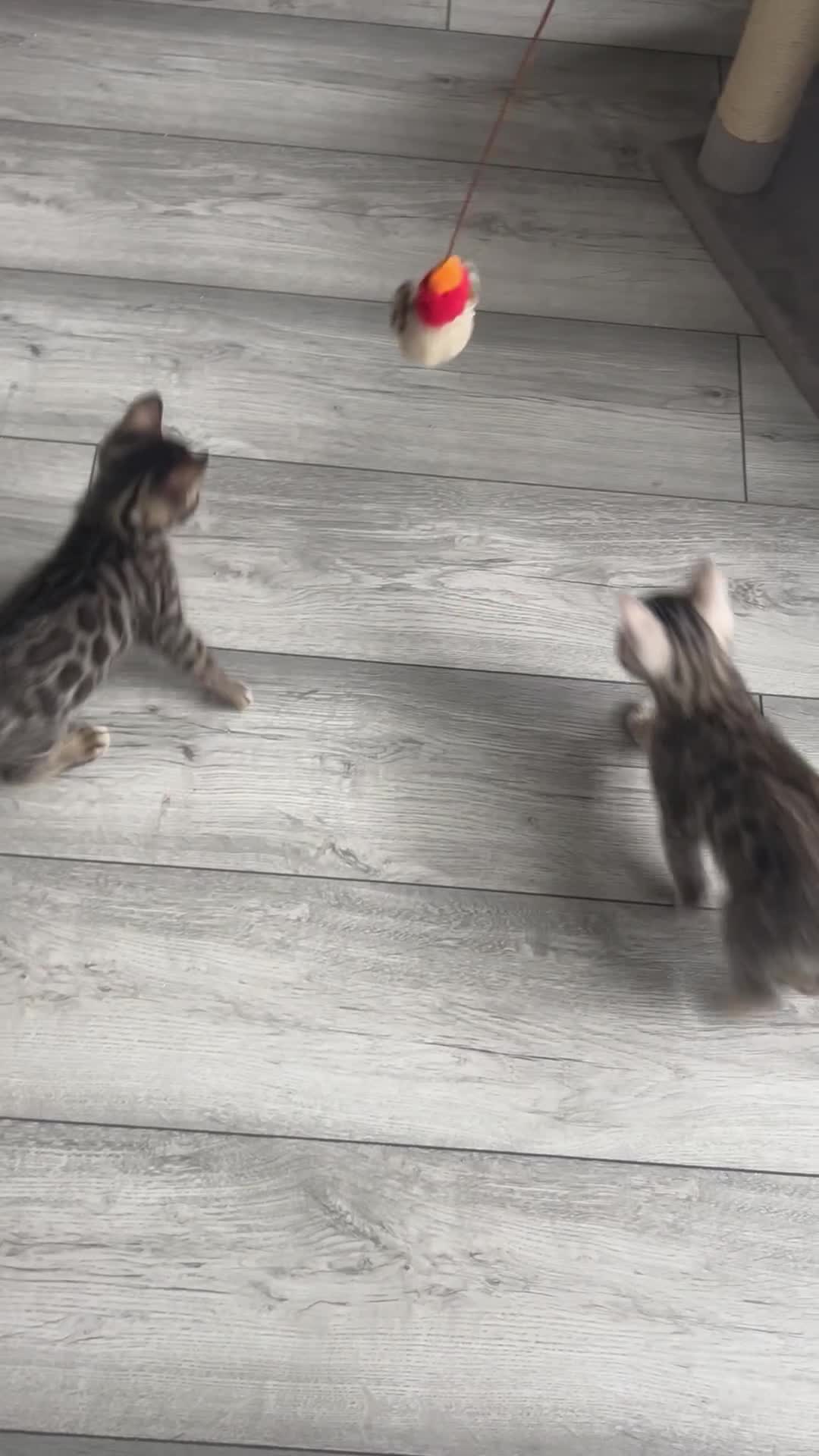 Bengal cats for sale: 🐾 Kittens Looking for a Loving Home! 🐾 - Video 1