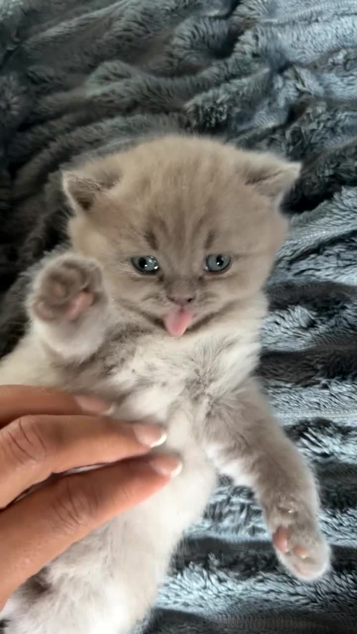 British Shorthair cats for sale: Beautiful British shorthair lilac/blue - Video 3