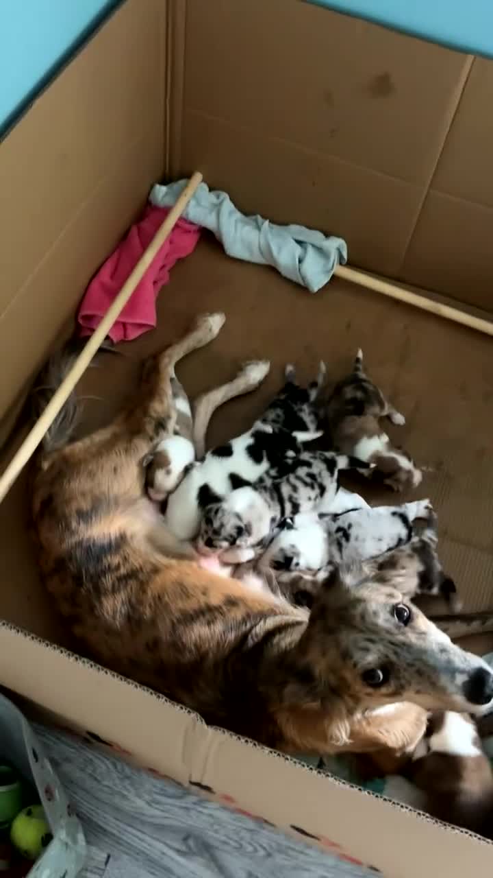 Mixed Breed dogs for sale: Lurcher pups  - Video 1