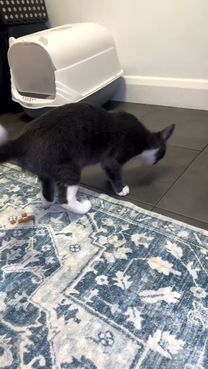 Mixed Breed cats for sale: Cat for sale in London - Video 1