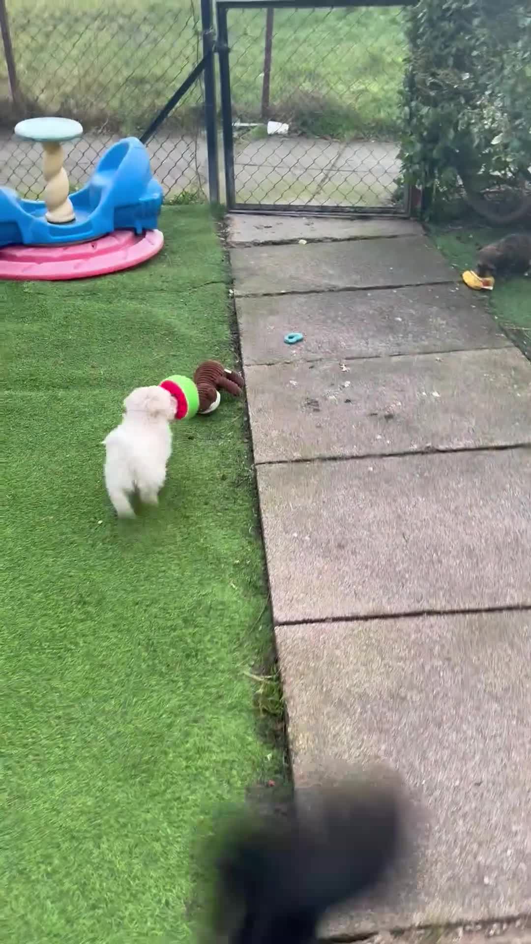 Shihpoo dogs for sale: Shihpoo - Video 1