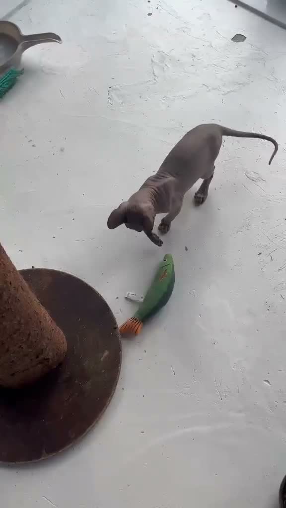 Sphynx cats for sale: Beautiful 6mth male sphynx for sale - Video 1