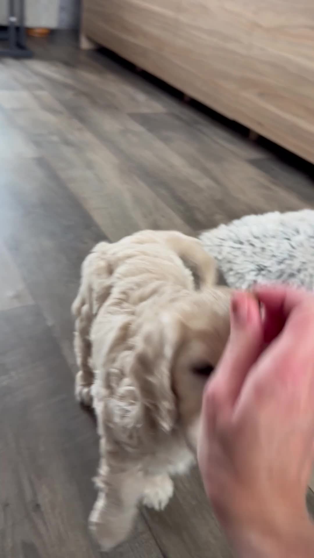 Mini Goldendoodle dogs for sale: Stunning female mini f1 Goldendoodle  - Video 1