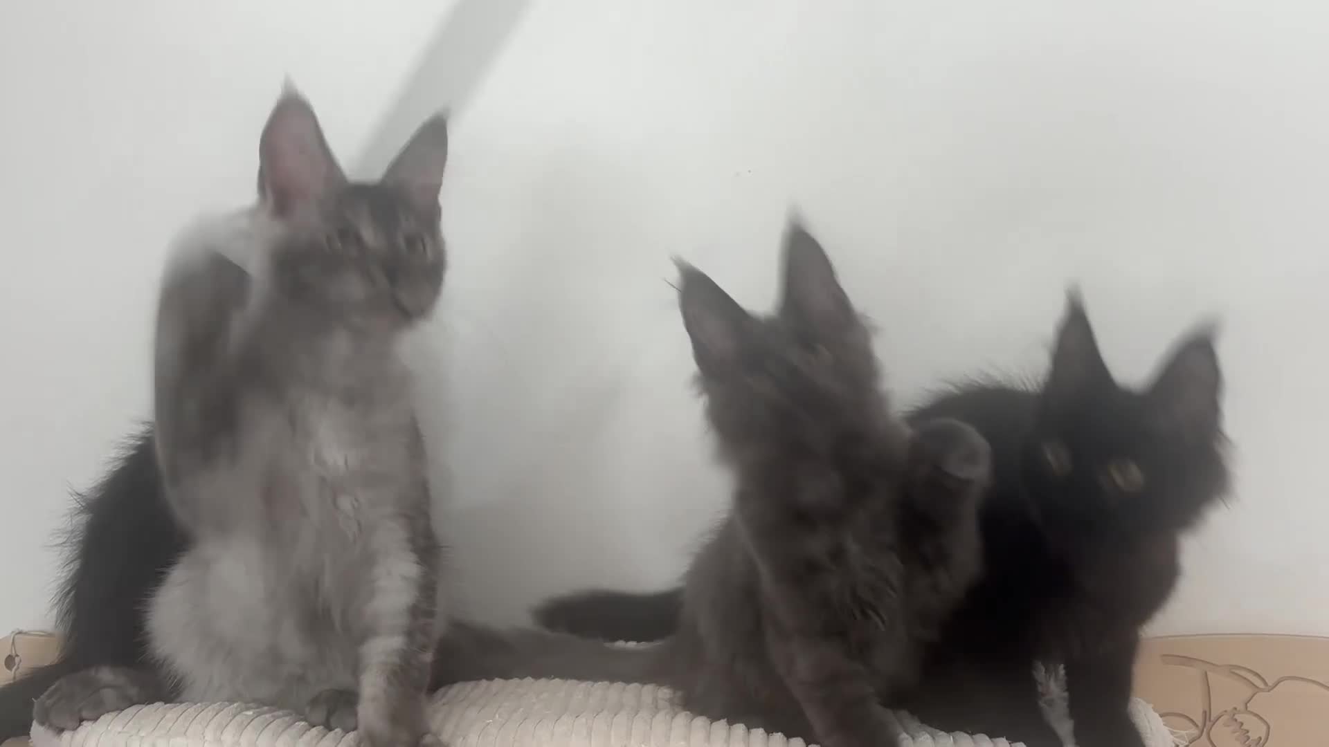 Maine Coon cats for sale: Adorable Gccf registered Mainecoons  - Video 2
