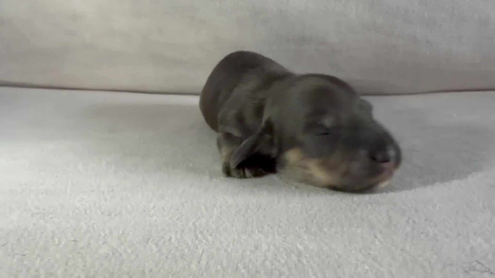 Miniature Dachshund dogs for sale: Quality Miniature Dachshunds - Video 1