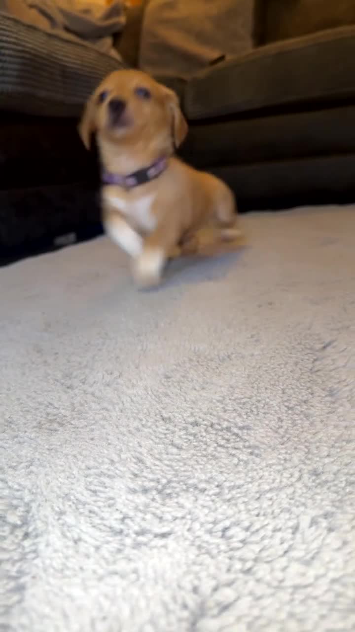 Mixed Breed dogs for sale: 💛Dorgi Puppies🤎 - Video 3