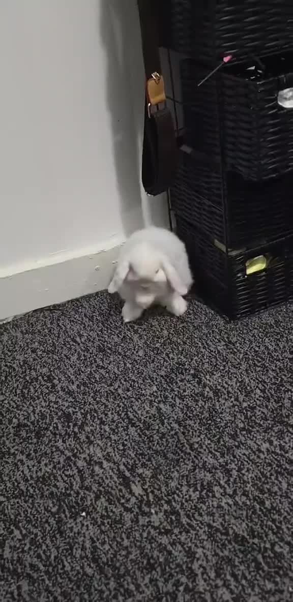 Mini Lop rabbits for sale: Mini lop 13 weeks - Video 2