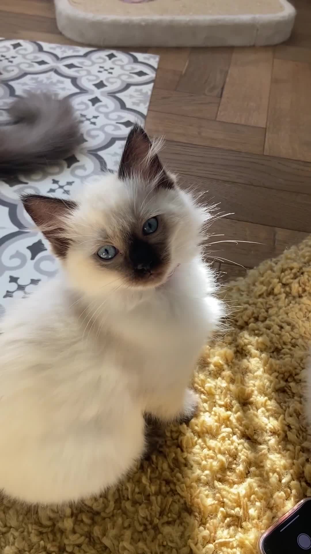 Ragdoll cats for sale: GCCF Ragdoll Kittens - Video 2