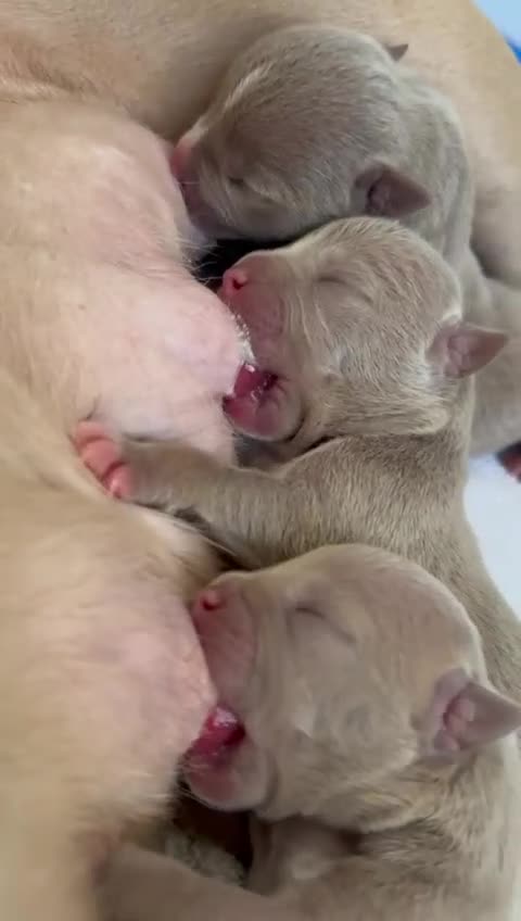 American Bully dogs for sale: American Bully Pocket Champions Bloodlines  in Ilford - Video 2