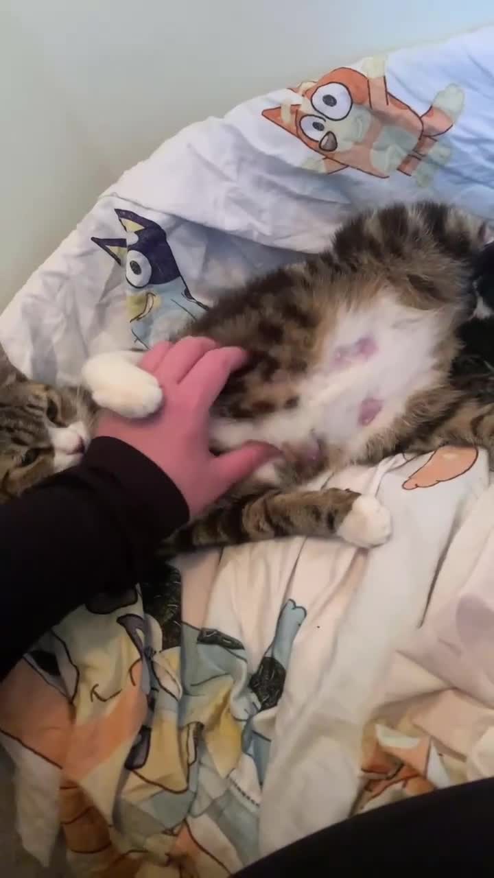 Mixed Breed cats for sale: Adorable kittens pending 🥰🫶🏻 - Video 1