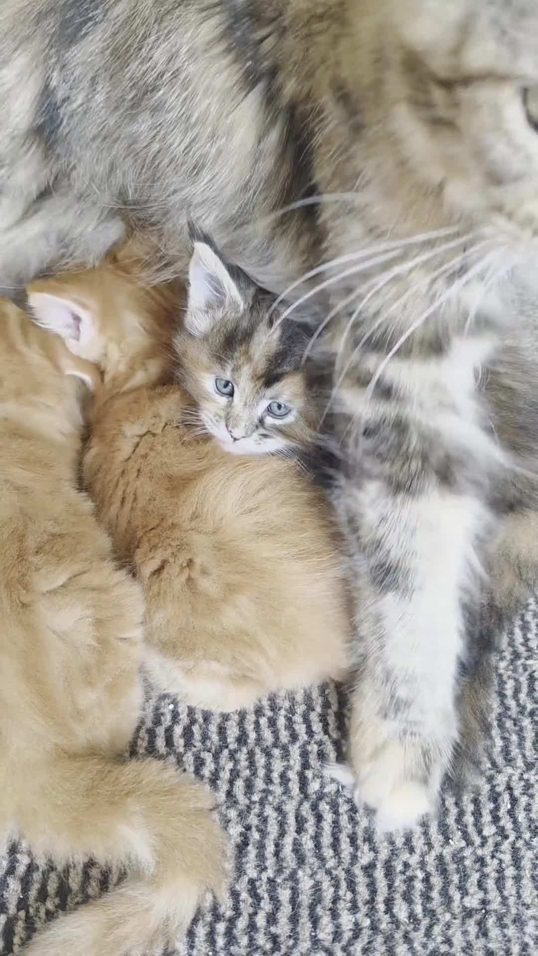 Maine Coon cats for sale: Vilma - Video 1