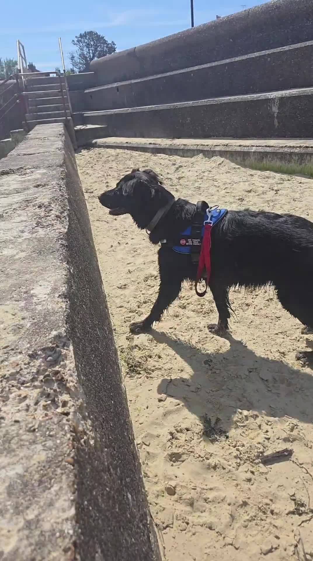 Mixed Breed dogs for sale: Ethically Raised German Shepherd x Lab Puppies - Video 2