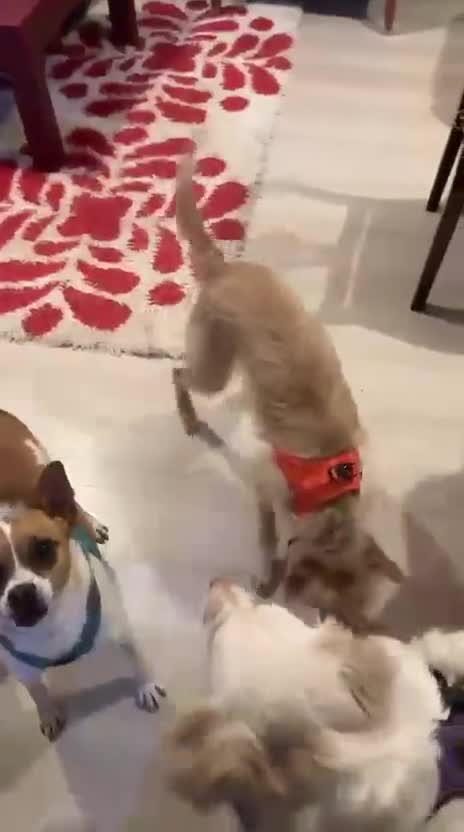 Mixed Breed dogs for adoption: Bal (Honey) –  Terrier Looking for Her Home - Video 2