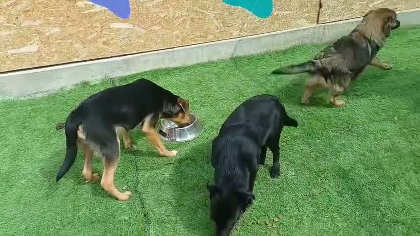 Mixed Breed dogs for adoption: 🐾🧡 ROCCO – A FRIENDLY BOY FULL OF CHARACTER 🧡🐾 - Video 2