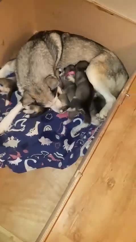 Siberian Husky dogs for sale: Siberian Huskey pups  - Video 2
