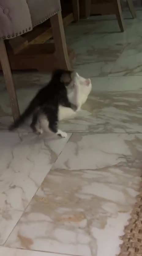 Russian Blue cats for sale: Russian blue and Turkish angora cross - Video 2