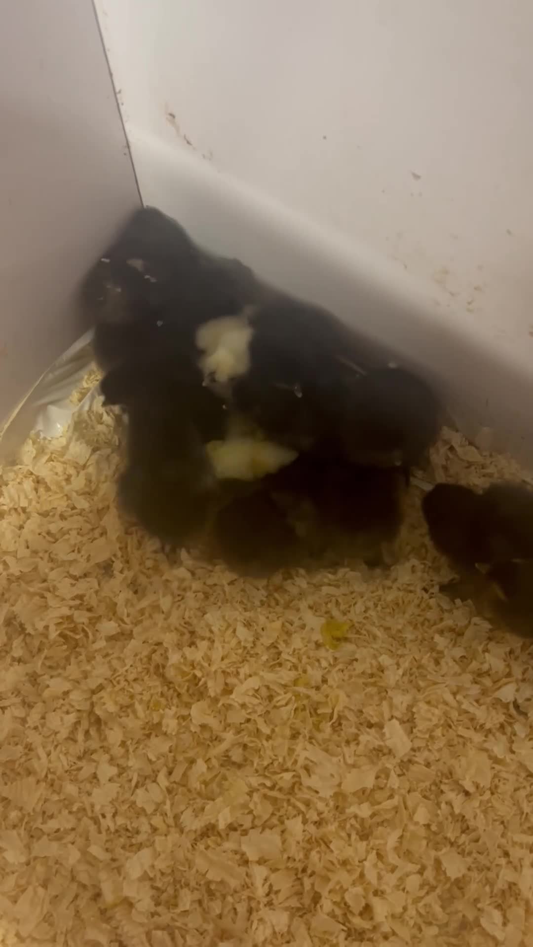 Chickens poultry for sale: Silkie Chics Unsexed in High Peak - Video 1