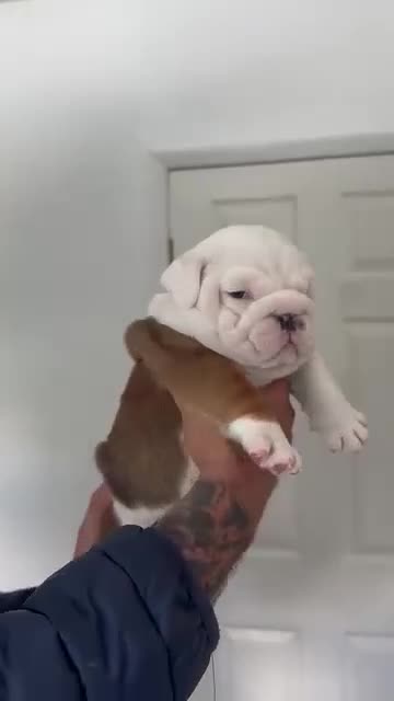 English Bulldog dogs for stud: Charlie for stud lilac and tan fullsuit - Video 4