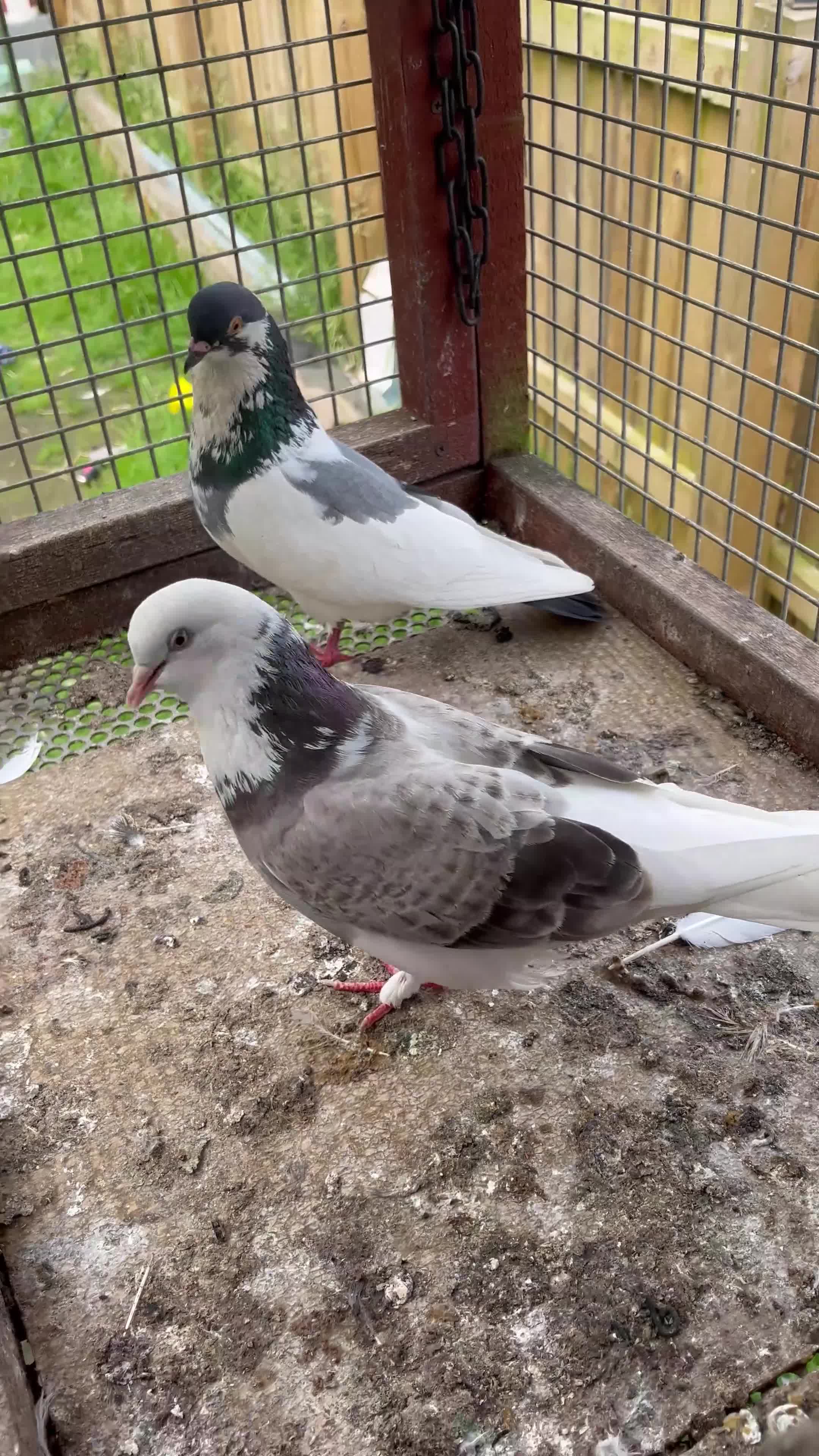 Pigeons birds for sale: This a pair of pigeons  - Video 1