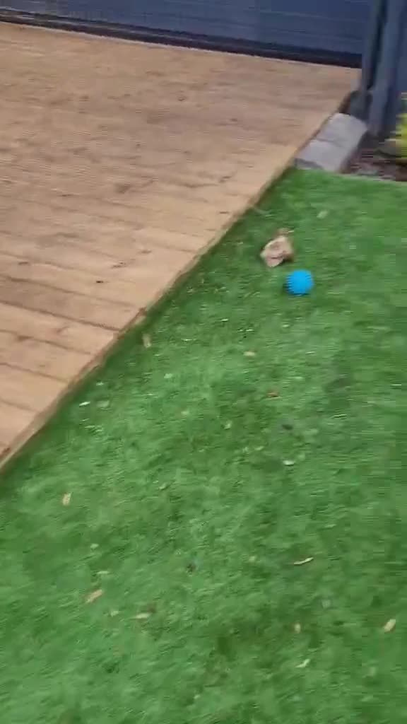 German Shepherd dogs for sale: 4 generation German shepard (shorthair) - Video 2