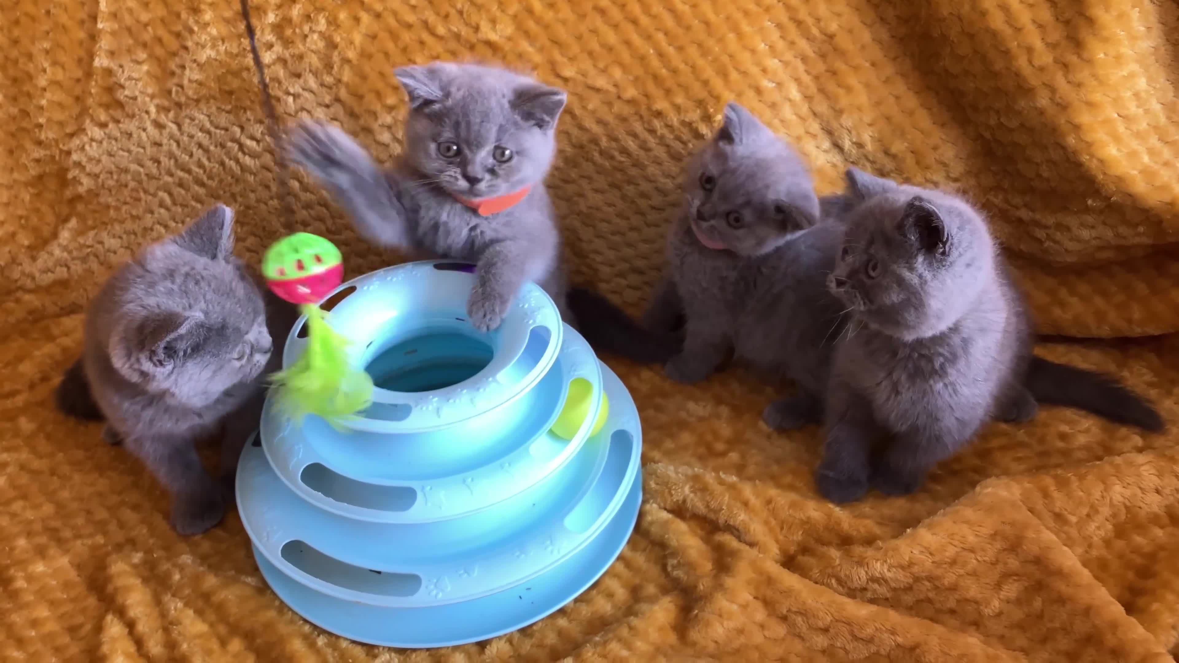British Shorthair cats for sale: GCCF registered ChampionBloodline 5GENpedigree BSH - Video 3