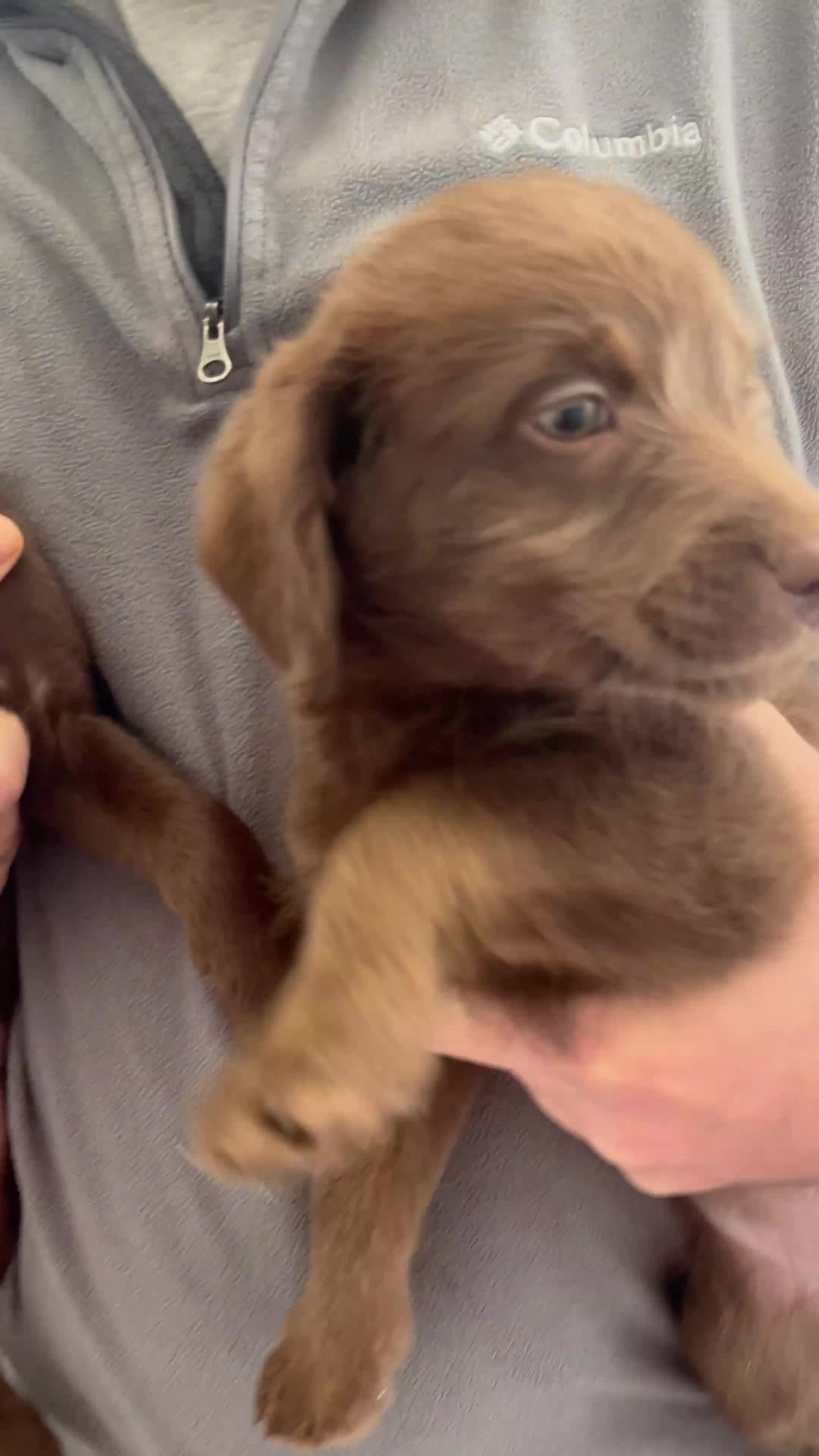 Labradoodle dogs for sale: 7 beautiful Labradoodle puppies available  - Video 2