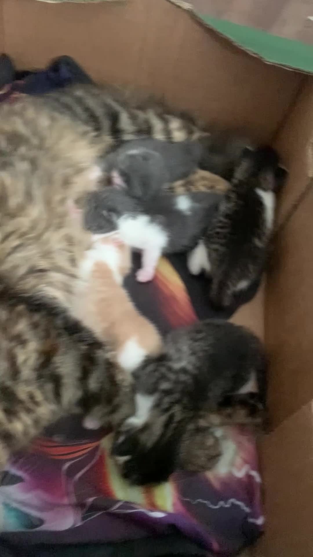 Mixed Breed cats for sale: 5 kitten in Preston - Video 1