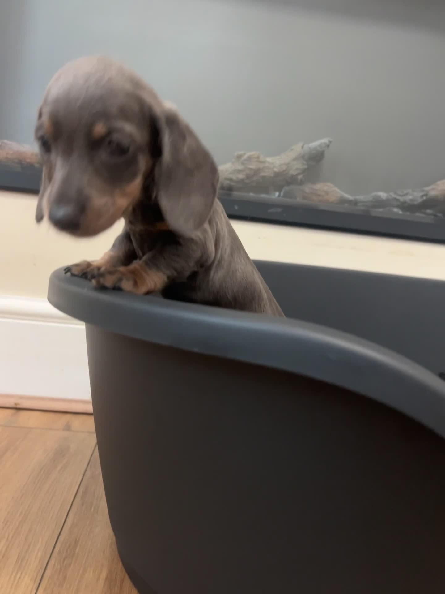Miniature Dachshund dogs for sale: Perfecf kc true miniature dachshunds - Video 2