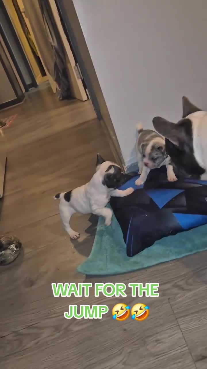 French Bulldog dogs for stud: Platinum pied French bulldog for stud - Video 1