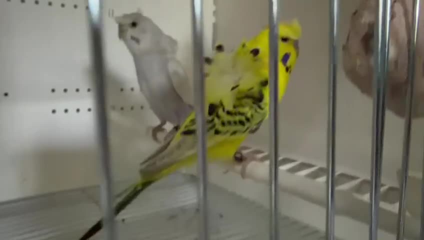 Budgerigars birds for sale: Hago Helicopter Baby Budgies - Video 1