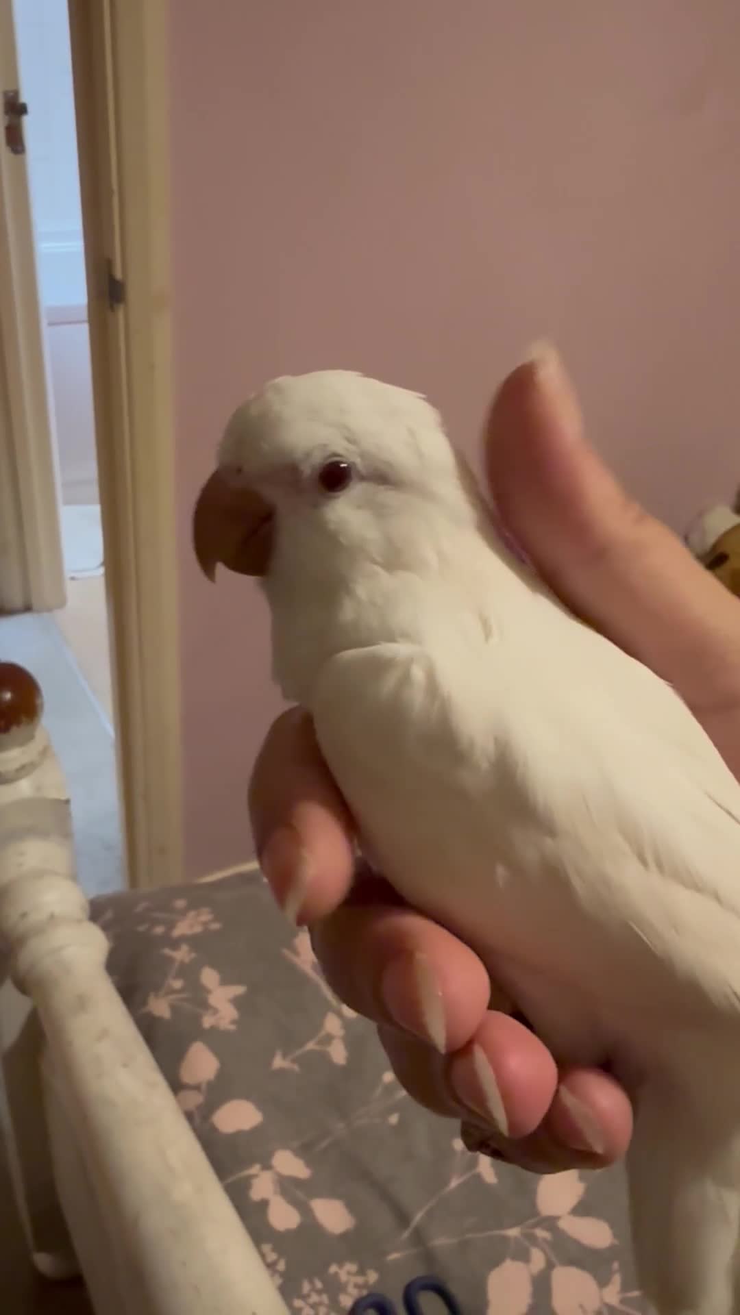 Parakeets birds for sale: Handreared Tame Albino Quaker - Video 1
