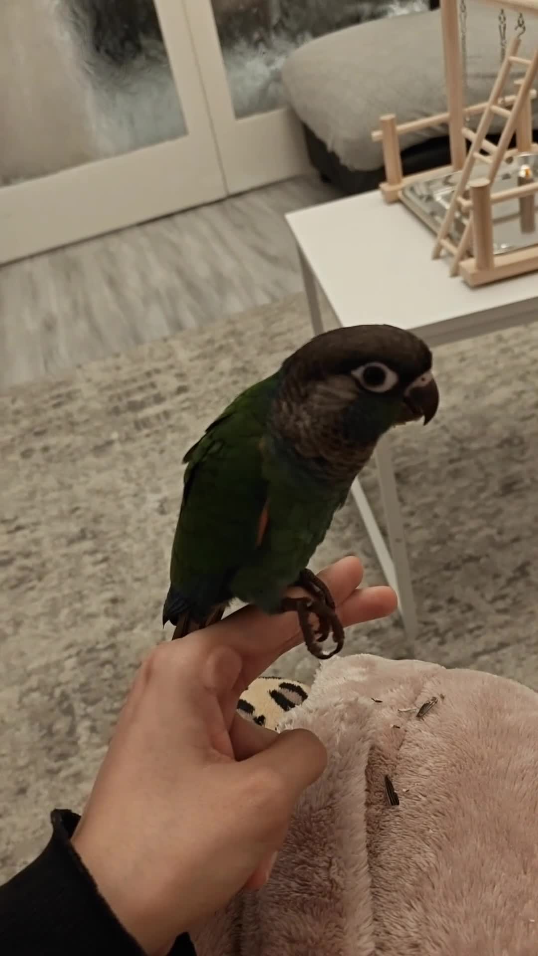 Conures birds for sale: Hand Reared Hand tamed pearly conure - Video 1