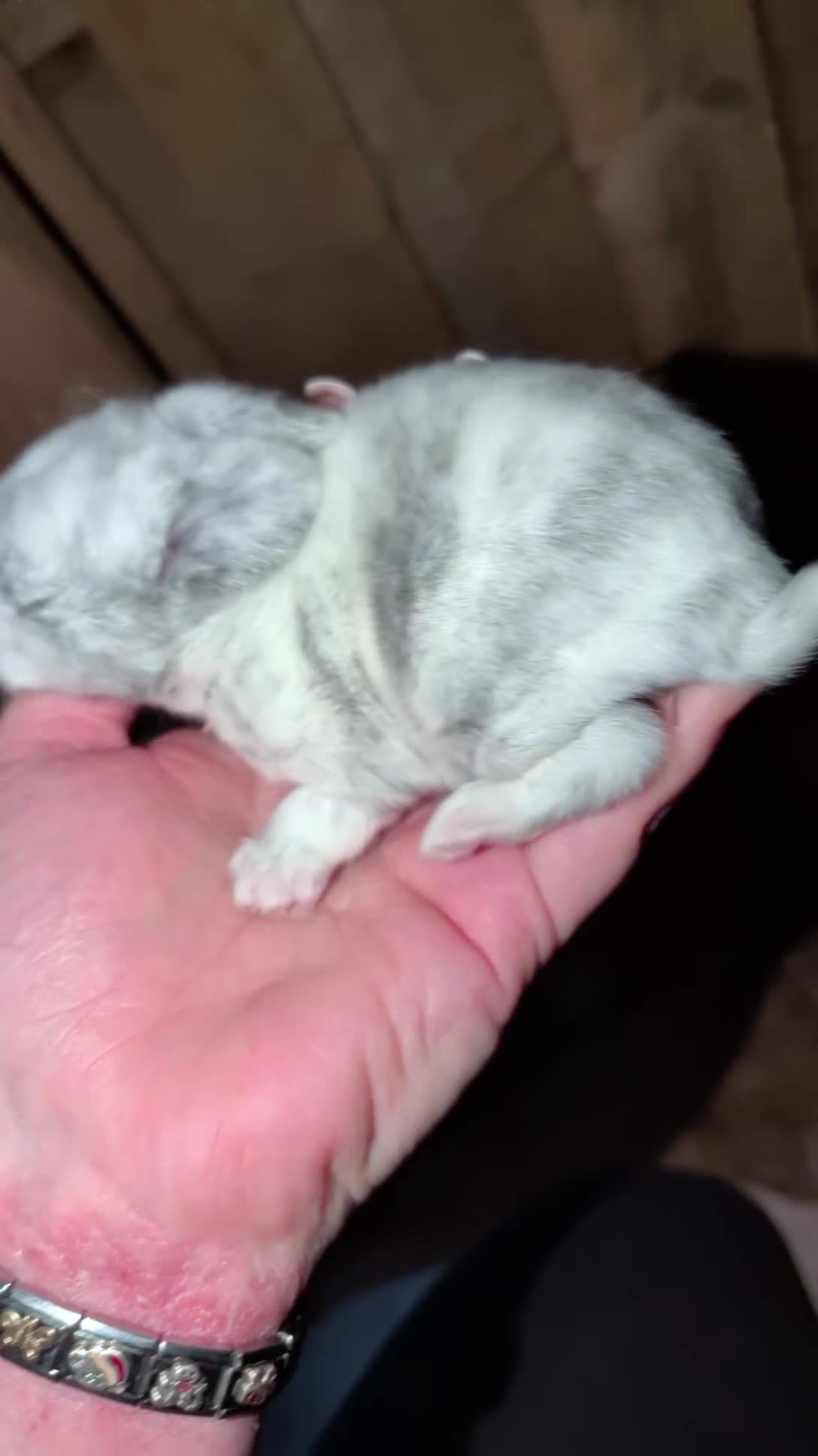 Mini Lop rabbits for sale: Mini lop bunnies  - Video 3