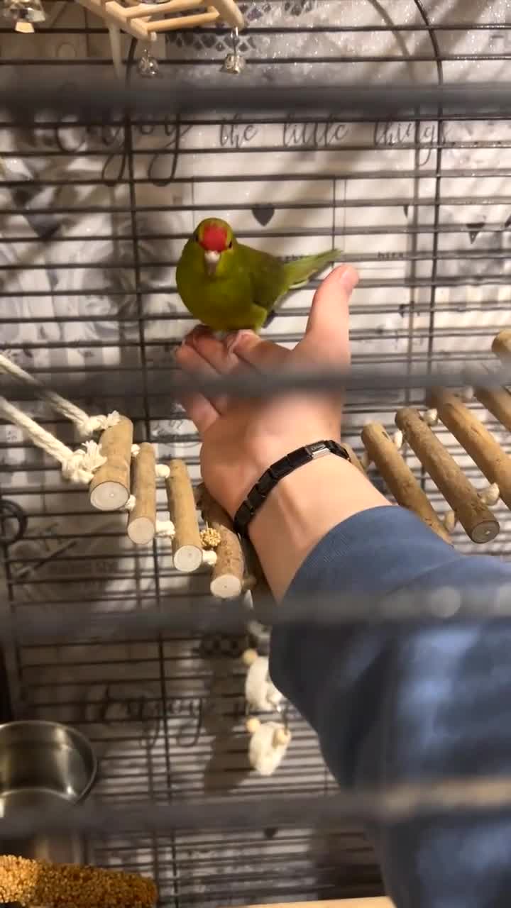 Parakeets birds for sale: 2 kakarikis and 1 budgie  - Video 1